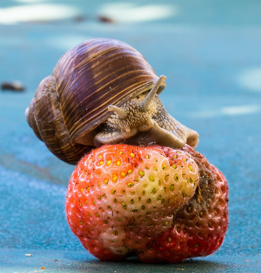 maduixa, cargol, menjar, shell, fruita, naturalesa, gatejar, mucositat, viscós, jardí, rèptil, macro, sonda, mol·lusc, lentament, closca de cargol, tancar, primer pla, alimentació saludable, menjar i beguda, centrar-se en primer pla, cap gent, fauna animal, un animal, benestar, animal, dia, animals a la natura, temes d'animals, frescor, natura morta, closca d’animals, taula, 2K