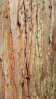 tree, the bark, texture, trunk, invoice, wood, backgrounds, full frame, textured, tree trunk, wood - material, close-up, no people, rough, pattern, plant, day, plant bark, weathered, nature, outdoors, brown, old, natural pattern, bark, natural condition, 5K, CC0, public domain, royalty free