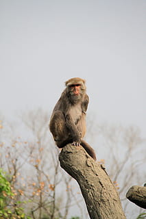 mono, el maletero, alto, solo, Nota, opiniones, nota comentarios, antiguo, zoo, meditación, fauna animal, un animal, animal, babuino, animales en la naturaleza, temas de animales, primate, vertebrado, mamífero, sentado, cielo, centrarse en primer plano, nadie, árbol, día, naturaleza, copia espacio, rama, planta, mirando a otro lado, al aire libre, 2K, CC0, dominio público, libre de derechos