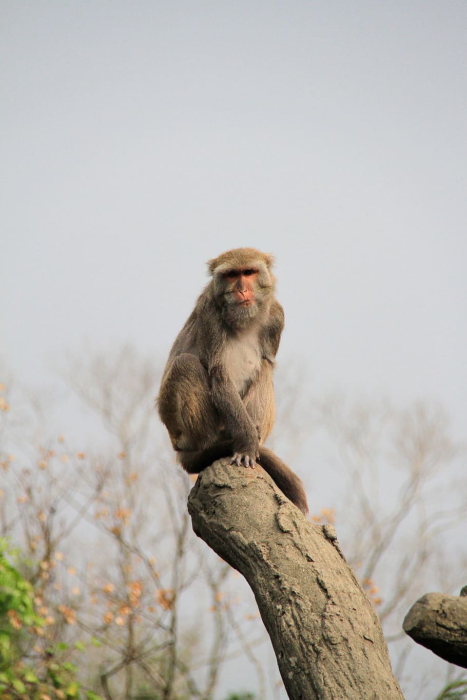 mico, tronc, alt, sol, nota, comentaris, nota les revisions, vell, zoo, meditació, fauna animal, un animal, animal, babuí, animals a la natura, temes d'animals, primat, vertebrats, mamífer, assegut, cel, centrar-se en primer pla, cap gent, arbre, dia, naturalesa, còpia espai, branca, planta, mirant cap a fora, a l'aire lliure, 2K