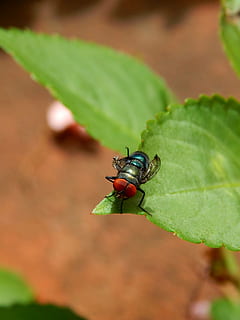 fliegen, erster Flug, Flügel, Insekt, wirbellos, Tiere in freier Wildbahn, Tierwelt, Tierthemen, Tier, Pflanzenteil, Blatt, Nahansicht, grüne Farbe, ein Tier, Natur, Pflanze, keine Leute, Tag, Fokus auf den Vordergrund, Wachstum, Schönheit in der Natur, High Angle View, draußen, Tierflügel, klein, 2K, CC0, gemeinfrei, lizenzfrei