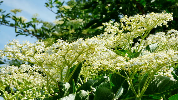fiori, Sambuco, nero, pianta, fiore, pianta fiorita, crescita, freschezza, bellezza nella natura, foglia, parte vegetale, natura, fragilità, avvicinamento, vulnerabilità, nessuno, giorno, luce del sole, all'aperto, colore verde, concentrarsi sulle conoscenze acquisite, messa a fuoco selettiva, primavera, testa di fiore, letto di fiori, 4K, CC0, dominio pubblico, privo di copyright