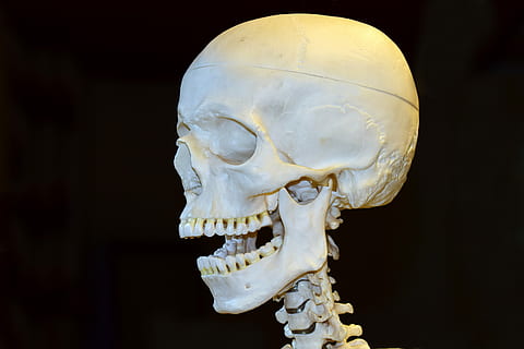 skeleton figure, death, skull, skeleton, bone, horror, anatomy, skull bone, human anatomy, head, skull and crossbones, weird, human, medical, eddy, vertebrae, brain skull, 3d model, representation, preparation, teeth, orbital, tooth, pine, learning model, human skeleton, human skull, human body part, indoors, black background, studio shot, body part, close-up, spooky, healthcare and medicine, people, white color, human bone, single object, science, profile view, 5K, CC0, public domain, royalty free