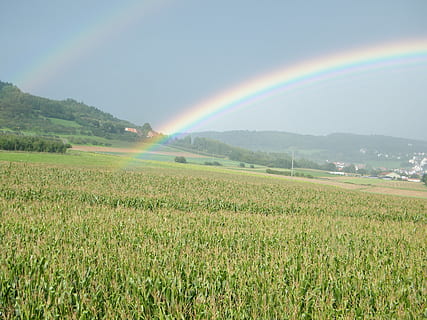 Pelangi, ladang jagung, bukit, bidang, pemandangan, pemandangan pedesaan, alam, keindahan di alam, tanah, ketenangan, scenics - alam, menanam, multi-warna, adegan yang tenang, lingkungan Hidup, idilis, gunung, langit, pertanian, spektrum, rumput, tidak ada orang, Pelangi ganda, di luar rumah, hujan, 2K, CC0, domain publik, bebas royalti