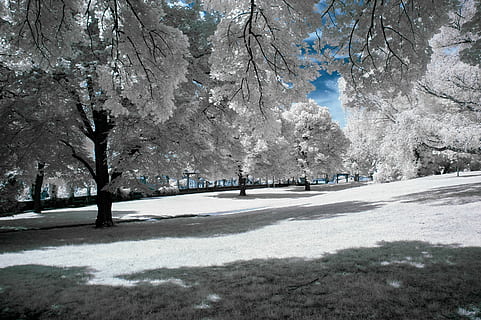 hvid, bladede, træer, omgivet, græs felter, hvide træer, træ, sne, is, landskab, natur, vinterlige, vinter, kassel, infrarød, parkere, kold temperatur, plante, transportmidler, ingen mennesker, by, Frosset, skønhed i naturen, vej, dag, miljø, arkitektur, gade, hvid farve, afdeling, udendørs, sner, ekstremt vejr, treelined, 2K, CC0, offentligt domæne, royaltyfrie