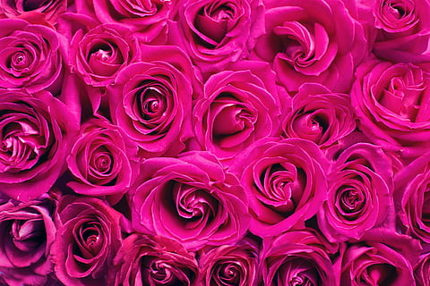 illustrationfoto, röd, ro, rosa rosor, bakgrund, rosa, romantik, romantisk, valentine, kärlek, blommig, blommar, hälsning, vår, bröllop, födelsedag, inbjudan, kort, textur, vykort, mönster, lila, rosa färg, bakgrunder, full ram, inget folk, närbild, bläck, blomhuvud, skönhet i naturen, blomma, blomställning, växt, kronblad, sårbarhet, bräcklighet, blommande växt, natur, friskhet, ros, reste sig, tillväxt, blomsterarrangemang, mjukhet, Bukett, 5K, CC0, offentligt domän, royaltyfria