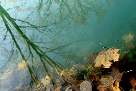 braun, trocken, Ahornblatt, Wasser, Blätter, Schatten, Reflexion, getaucht, Herbst, fallen, Natur, Blatt, Wald, draußen, Pflanze, Baum, Ast, Tierwelt, Tag, keine Leute, Tier, Tierthemen, Tiere in freier Wildbahn, ein Tier, Pflanzenteil, Fokus auf den Vordergrund, Ruhe, Wirbeltier, Schönheit in der Natur, Veränderung, 4K, CC0, gemeinfrei, lizenzfrei