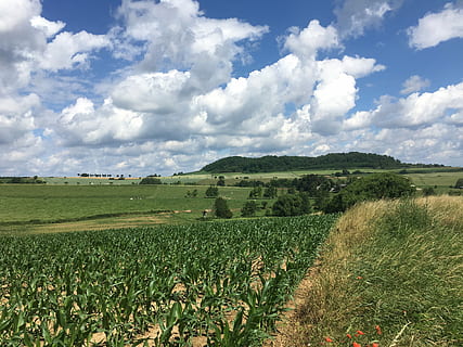 majs, skyer, Mark, kornmark, himmel, natur, landbrug, sommer, majsplanter, dejligt vejr, landskab, sky - himmel, plante, miljø, skønhed i naturen, jord, ro, rolig scene, vækst, scenics - natur, grøn farve, landlige scene, dag, ingen mennesker, græs, ikke-urbane scene, udendørs, plantage, 4K, CC0, offentligt domæne, royaltyfrie