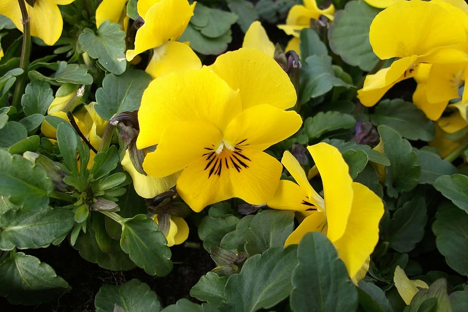 violeta, flor, primavera, naturalesa, flors, colorit, jardí, groc, planta, fulles, decoració, vellutada, pètals, deco, planta amb flors, bellesa a la natura, fragilitat, vulnerabilitat, frescor, pètal, creixement, inflorescència, cap de flor, primer pla, part de la planta, full, dia, cap gent, a l'aire lliure, color verd, 4K