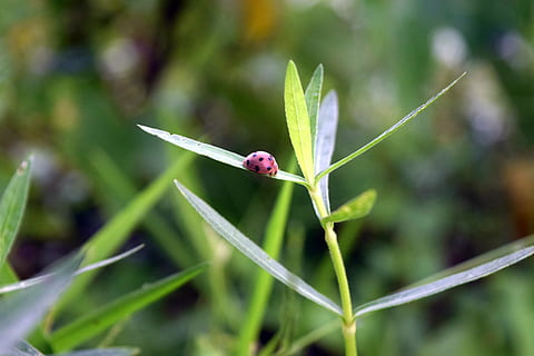 error, herba, naturalesa, insecte, planta, petit, macro, jardí, temes d'animals, fauna animal, animal, un animal, invertebrat, animals a la natura, color verd, centrar-se en primer pla, primer pla, part de la planta, full, cap gent, dia, creixement, bellesa a la natura, a l'aire lliure, fragilitat, fulla d'herba, 5K, CC0, domini públic, lliure de regalies