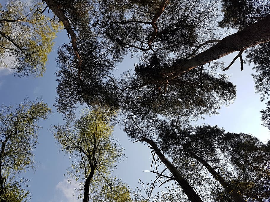 Bäume, Krone, ästhetisch, Frühling, Natur, Himmel, Blau, Sieh nach oben, Wald, Baum, Pflanze, Flachwinkelansicht, Wachstum, Ruhe, Ast, Baumstamm, Schönheit in der Natur, Kofferraum, Tag, keine Leute, draußen, ruhige Szene, Szenen - Natur, Baumkrone, Nicht-städtische Szene, klarer Himmel, direkt darunter, 4K