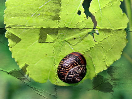 Schnecke, Blatt, Natur, Schale, Grün, Tier, langsam, Kreatur, Weichtier, braun, Wald, Tierwelt, Pflanze, Blätter, Reptil, Gehäuse, Garten, Sommer-, schließen, Verschleierung, alt, bewirken, gebrochen, Pflanzenteil, grüne Farbe, Nahansicht, wirbellos, ein Tier, Tag, keine Leute, Tierthemen, draußen, Blattvene, Wachstum, Tiere in freier Wildbahn, High Angle View, Sonnenlicht, 1080P, CC0, gemeinfrei, lizenzfrei