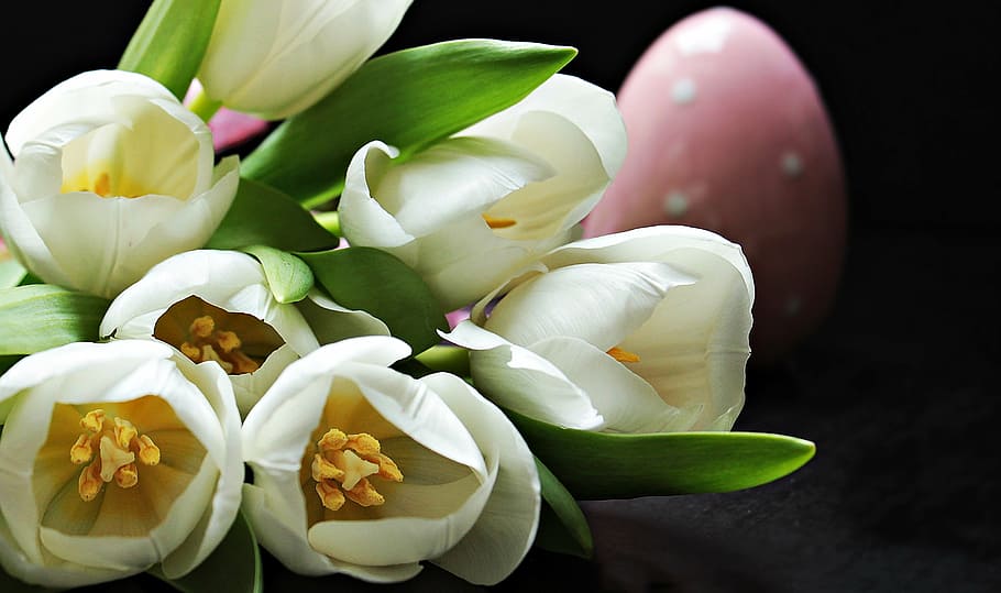 mikro, objektivfotografering, hvid, blomster, tulipaner, Tulipa, påskeæg, pink påskeæg, lyserød, schnittblume, avl tulipan, forår, tidlig blomer, hvide tulipaner, tulipaner hvid, bud, forårsbloem, frühlingsanfang, hvide blomster, flora, tæt, skønhed, romantisk, romantik, hilsen, blomsterhilsen, lykønskningskort, baggrund, kort, ornamental blomst, ømhed, bekymringer, at lyve, buket blomster, nostalgi, glad, give, give væk, tak skal du have, nostalgisk, livets glæde, påske, studio skud, tæt på, mad og drikke, mad, ingen mennesker, blomst, indendørs, sort baggrund, friskhed, dag, blomstrende plante, plante, skønhed i naturen, skrøbelighed, sårbarhed, kronblad, natur, blomsterhoved, blomsterstand, vækst, hvid farve, orkidé, grøn farve, 2K