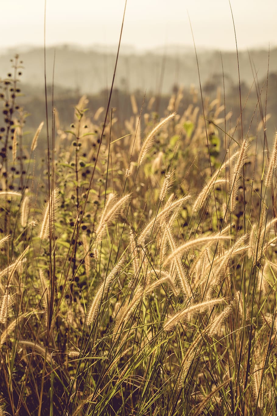 tilt shift foto, græs felter, sløring, sløret baggrund, tæt på, skyer, Land, landskabet, miljø, Mark, flora, frisk, græs, grøn, vækst, landskab, blade, morgen, naturlig, natur, naturfotografering, udendørs, planter, landdistrikterne, træer, Krydderurt, plante, jord, ro, fokus på forgrunden, skønhed i naturen, ingen mennesker, dag, himmel, rolig scene, scenics - natur, afgrøde, landbrug, græsblad, stilk, 5K