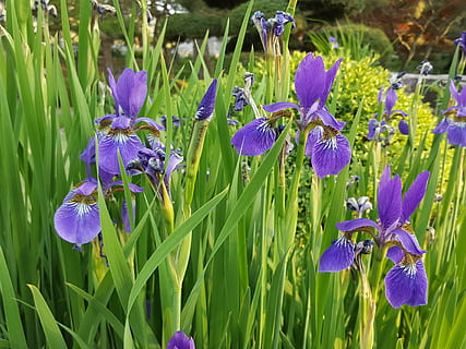 iris, primavera, pianta fiorita, fiore, pianta, viola, bellezza nella natura, crescita, fragilità, vulnerabilità, freschezza, petalo, avvicinamento, natura, infiorescenza, testa di fiore, colore verde, giorno, iris - pianta, terra, campo, botanica, nessuno, 4K, CC0, dominio pubblico, privo di copyright