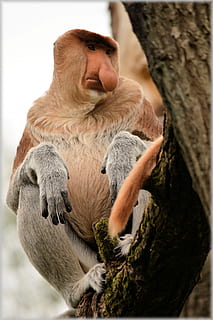 Macaco-narigudo, macaco, raro, selvagem, exótico, floresta, selva, espécies, animais selvagens, floresta tropical, safári, árvore, conservação, herbívoro, parque, meio Ambiente, reserva, habitat, nariz grande, ecologia, jardim zoológico, escalada, natural, mamífero, exterior, tronco de árvore, tronco, um animal, animais em estado selvagem, plantar, dia, natureza, pessoas, focar em primeiro plano, ramo, olhando, ao ar livre, primata, vertebrado, sentado, contemplação, roupas quentes, 1080P, CC0, domínio público, royalty free
