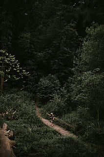 ponte forestale, persona, a piedi, superiore, ponte, pista, foresta, albero, sentiero, natura, camminare, nebbia, focu, morbido, tono, buio, naturale, lago, pianta, crescita, terra, persone reali, giorno, attività di svago, fogliame lussureggiante, mezzi di trasporto, bellezza nella natura, fogliame, bosco, vista dall'alto, persone, all'aperto, stili di vita, la tranquillità, uomini, 5K, CC0, dominio pubblico, privo di copyright