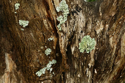 Textur, Baum, großer Baum, Wald, Log, natürlich, Umgebung, texturiert, Baumstamm, Kofferraum, Pflanze, Rau, Holz - Material, Natur, keine Leute, Nahansicht, Borke, Wachstum, Pflanzenrinde, Tag, braun, Muster, draußen, Vollbild, Flechte, Pilz, Struktureffekt, 5K, CC0, gemeinfrei, lizenzfrei