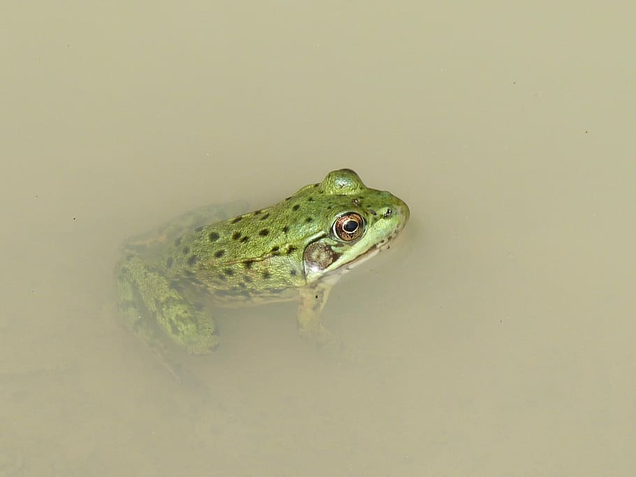 katak, rawa, kuda betina, alam, air, fauna, Hewan liar, kolam, binatang, hewan, satu binatang, satwa liar hewan, tema binatang, binatang di alam liar, bertulang belakang, warna hijau, reptil, tidak ada orang, menyalin ruang, amfibi, merapatkan, bagian tubuh hewan, danau, hari, buaya, kepala hewan, mata binatang, 1080P