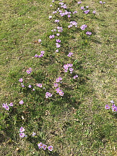 gėlės, pavasaris, Crocus, augalų, gėlė, žydintys augalai, lauke, žemės, šviežumas, aukšto kampo vaizdas, augimą, trapumas, pažeidžiamumas, žolė, grožis gamtoje, pobūdį, rausvos spalvos, dieną, nėra žmonių, žiedlapis, žalia spalva, violetinė, gėlių galva, 4K, CC0, Viešasis domenas, nemokamai