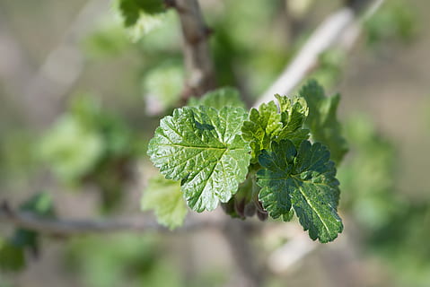 blader, gren, motor, vår, Solbær, vinblader, natur, anlegg, grønn, Lukk, grønn farge, blad, plante del, vekst, mat og Drikke, nærbilde, skjønnhet i naturen, mat, friskhet, dag, fokusere på forgrunnen, ingen folk, utendørs, spise sunt, urt, selektiv fokusering, jordbruk, land, mynteblad - kulinarisk, 5K, CC0, offentlig domene, opphavsrett gratis