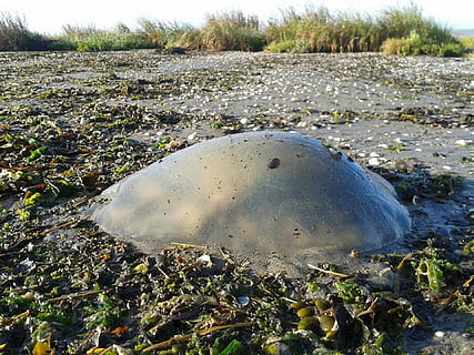 manet, Strand, hav, natur, land, vann, dag, ingen folk, dyreliv, dyr i naturen, anlegg, dyr, dyre temaer, utendørs, sjøliv, miljøspørsmål, fast, felt, forurensing, ett dyr, marine, overflatenivå, 1080P, CC0, offentlig domene, opphavsrett gratis