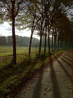 bulevard, octombrie, ușoară, soare, umbră, copaci, luncă, te grabesti, verde, frunze, toamna frunze, departe, cale, dispozitie, toamnă, peisaj, natură, maro, lumina soarelui, timpul anului, starea de spirit de toamnă, Morgenstimmung, iad, întuneric, copac, plantă, liniște, o scenă liniștită, teren, frumusețe în natură, creştere, nici o persoana, calea de urmat, direcţie, drum, scenice - natura, cer, mediu inconjurator, camp, zi, iarbă, în aer liber, treelined, 2K, CC0, domeniu public, fără drepturi de autor