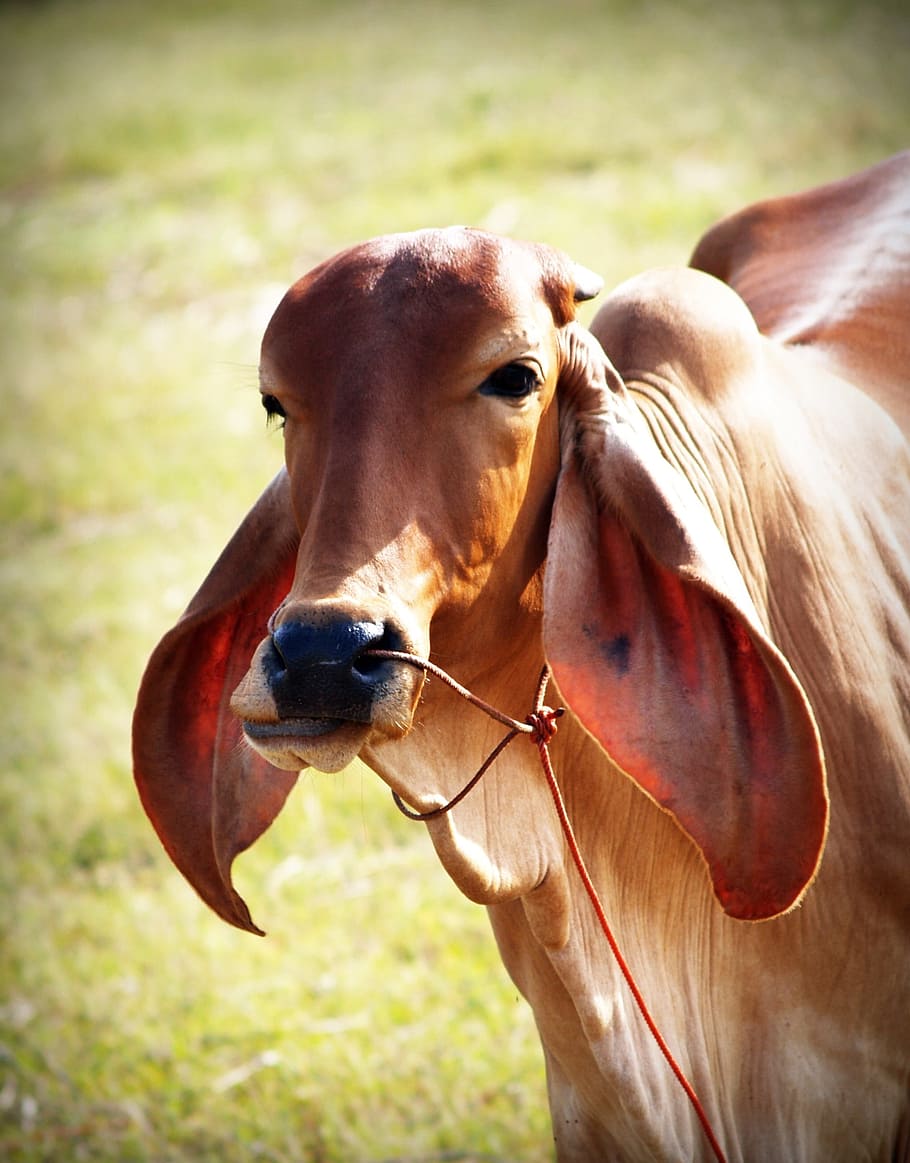 marró, blanc, fons, aïllat, musell, agricultura, mamífer, sencer, vista, cap, divertit, granja, timbre, un, femella, frontal, bestiar, peülla, productes lactis, cornut, de peu, c vaca, cos, tallar, ramat, domesticat, rural, mirant, nacional, vertebrats, animal, temes d'animals, animals domèstics, mascotes, fauna animal, grup d’animals, cavall, camp, centrar-se en primer pla, dia, dos animals, herba, terra, cap gent, herbívors, a l'aire lliure, cap d’animals, 2K