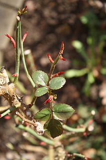 Primavera, rosas, brotar, macro, sai, plantar, crescimento, fechar-se, folha, parte da planta, beleza na natureza, dia, foco seletivo, focar em primeiro plano, natureza, ninguém, cor verde, frescura, começos, flor, ao ar livre, luz solar, vida nova, tranquilidade, fragilidade, 4K, CC0, domínio público, royalty free