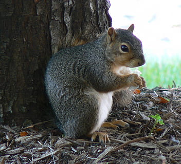 scoiattolo, scoiattolo comune, mangiare, Noce, erba, terra, peloso, coda pelosa, carina, roditore, vicino, ritratto, analizzare, cercare, guardare, temi animali, animale, un animale, mammifero, fauna selvatica, animali allo stato selvatico, albero, vertebrato, natura, avvicinamento, nessuno, pianta, tronco d'albero, tronco, giorno, all'aperto, guardando lontano, erbivoro, baffo, 1080P, CC0, dominio pubblico, privo di copyright