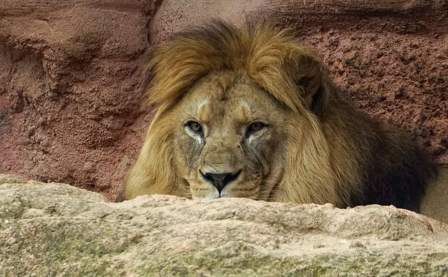 Leone, criniera, capo, predatore, gatto, re, fauna selvatica, animale, animali allo stato selvatico, felino, leone - felino, roccia, mammifero, roccia - oggetto, solido, temi animali, un animale, nessuno, vertebrato, giorno, natura, analizzare, cercare, guardare, formazione rocciosa, parte del corpo animale, testa di animale, 2K