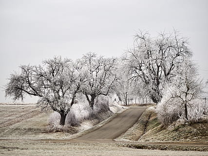 vinter, magi, vinterlige, Skov, sne, kold, landskab, frost, mystisk, vinterstemning, humør, træer, drøm, træ, vej, plante, vejen frem, retning, transportmidler, miljø, natur, himmel, ingen mennesker, bare træ, ro, dag, scenics - natur, jord, skønhed i naturen, rolig scene, tom vej, Mark, udendørs, faldende perspektiv, treelined, 4K, CC0, offentligt domæne, royaltyfrie