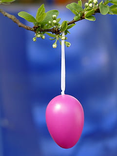 uovo di Pasqua, rosa, primavera, Pasqua, uovo, tema di Pasqua, colore, colorato, arredamento di pasqua, deco, ramo, albero da frutta, rosso, sospeso, foglia, pianta, sfondo colorato, albero, crescita, concentrarsi sulle conoscenze acquisite, natura, avvicinamento, nessuno, blu, bellezza nella natura, freschezza, parte vegetale, giorno, colore verde, all'aperto, fiore, cibo, cibo e bevande, 4K, CC0, dominio pubblico, privo di copyright
