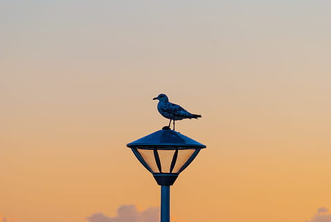Sky, skumring, havn, lys, orange, måge, kyst, silhuet, himmel, gadebelysning, udsigt, fugl, dyreliv, perching, solnedgang, dyr i naturen, hvirveldyr, dyre temaer, dyr, et dyr, ingen mennesker, natur, skyfri himmel, kopiere plads, belysningsudstyr, udendørs, fokus på forgrunden, fuld længde, dag, 4K, CC0, offentligt domæne, royaltyfrie