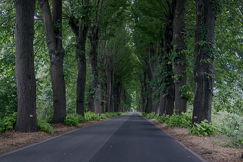 arbres, carretera, distància, punt de vista, naturalesa, paisatge, bosc, verd, estiu, viatjar, rural, país, blau, escena, herba, a l'aire lliure, escènic, cel, carril, carretera sinuosa, camp, boscos, asfalt, conduir, carrer, transport, parc, primavera, viatge, dia, groc, Camí, tardor, corba, manera, arbre, planta, direcció, tronc de l'arbre, tronc, el camí a seguir, creixement, perspectiva decreixent, terra, color verd, bellesa a la natura, cap gent, tranquil·litat, escena tranquil·la, treelined, bambú - planta, 4K, CC0, domini públic, lliure de regalies