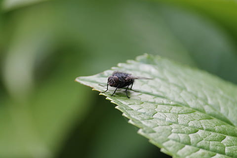 blad, insekt, flyga, husfluga, natur, djur-, makro, närbild, djurteman, ryggradslös, ett djur, djurliv, djur i det vilda, grön färg, selektiv fokusering, växtdel, växt, dag, inget folk, djur vinge, tillväxt, utomhus, 1080P, CC0, offentligt domän, royaltyfria