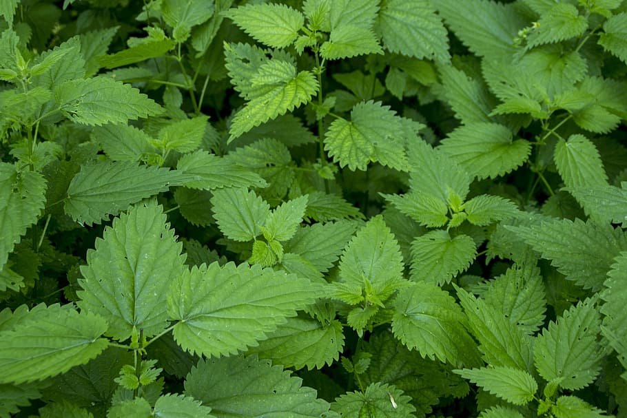 fotografia, verde, leafed, pianta, flora, foglia, natura, erba, erbaceo, medicina, freschezza, agricoltura, cibo, all'aperto, crescita, medicina di erbe, ambiente, aromatico, verdura, giardino, profumo, cura, Spezia, ortica, essenza, aromaterapia, avaro, cosmetico, medicinale, salutare, alternativa, naturale, colore verde, parte vegetale, fotogramma intero, sfondi, nessuno, giorno, bellezza nella natura, cibo e bevande, vista dall'alto, fogliame, fogliame lussureggiante, avvicinamento, le foglie, 5K