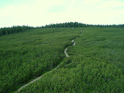 jehličnany, malý, cesta, mezi, Příroda, strom, zelená, borovice, Dovolená, les, Slovinsko, pohorje, hora, životní prostředí, cestovat, rostlina, dobrodružství, turista, Backpackers, scéna, dřevo, zelená barva, přistát, růst, krajina, krása v přírodě, pole, nebe, scenics - příroda, klid, den, klidné scény, zemědělství, jednoho zvířete, idylický, domácí mazlíčci, nikdo, venku, 1080P, CC0, veřejná doména, bez autorských práv