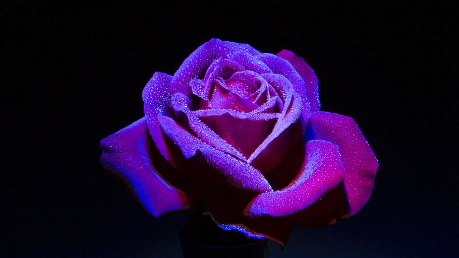 superficiale, fotografia a fuoco, viola, rosa, da vicino la fotografia, sfondo scuro, fiore, blu, girato in studio, parte del corpo umano, sfondo nero, avvicinamento, pianta fiorita, in casa, pianta, bellezza nella natura, infiorescenza, testa di fiore, natura, petalo, freschezza, nessuno, 1080P