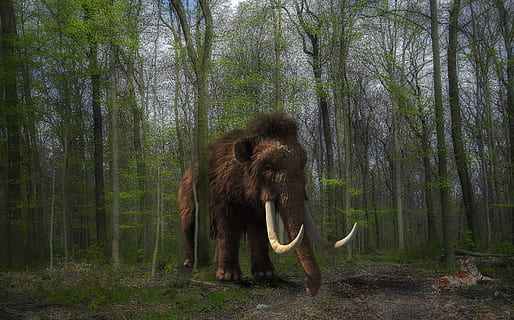 Marrone, mammut, accanto, alberi, tigre, comporre, foresta, natura, mammifero, albero, selvaggio, temi animali, animale, pianta, fauna selvatica, terra, animali allo stato selvatico, vertebrato, un animale, tronco, in piedi, tronco d'albero, giorno, nessuno, bosco, crescita, all'aperto, erbivoro, 5K, CC0, dominio pubblico, privo di copyright