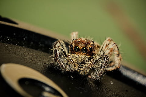 Spinne, Makro, Insekt, Netz, natürlich, Fehler, unheimlich, behaart, gruselig, Angst, Spinnentier, Nahansicht, Natur, Tier, Tierwelt, Tierthemen, wirbellos, ein Tier, Tiere in freier Wildbahn, Gliederfüßer, springende Spinne, Zoologie, selektiver Fokus, Tierkörperteil, keine Leute, Tierauge, Auge, 5K, CC0, gemeinfrei, lizenzfrei