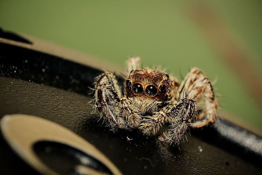 aranya, macro, insecte, web, natural, error, por, pelut, horripilant, aràcnids, primer pla, naturalesa, animal, vida salvatge, temes d'animals, fauna animal, invertebrat, un animal, animals a la natura, artròpode, saltar aranya, zoologia, enfocament selectiu, part del cos dels animals, cap gent, ull d’animals, ull, 5K