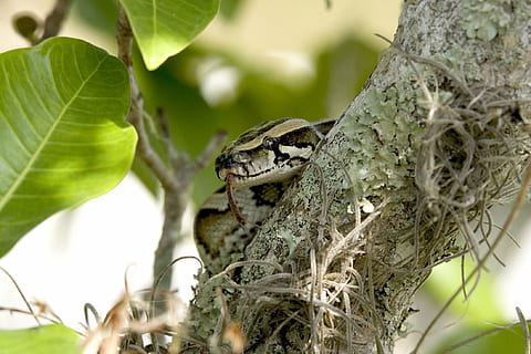 python, slange, burmeser, træ, oprullet, dyreliv, everglades, florida, USA, krybdyr, natur, leder, afdeling, skalaer, camouflage, dyr, padde, dyre temaer, et dyr, dyr i naturen, plante, plante del, blad, tæt på, ingen mennesker, hvirveldyr, dag, dyre rede, selektiv fokusering, udendørs, fokus på forgrunden, 1080P, CC0, offentligt domæne, royaltyfrie