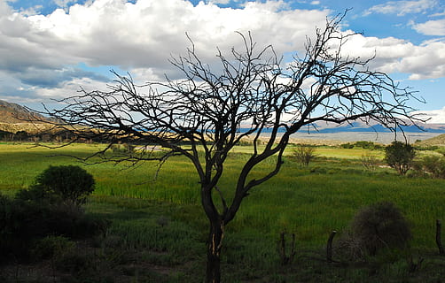 Baum, Geäst, dunkel, Wald, Kofferraum, holzig, stammt, hölzern, Weiß, Wolken, wolkig, flauschige, Blau, Himmel, Grün, Gras, Pflanzen, Rasen, Landschaft, szenisch, Pflanze, wolke - himmel, Umgebung, Ruhe, Land, Feld, ruhige Szene, Szenen - Natur, Schönheit in der Natur, kahler Baum, Natur, Wachstum, ländliche Szene, keine Leute, Landwirtschaft, grüne Farbe, draußen, 2K, CC0, gemeinfrei, lizenzfrei