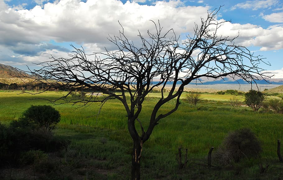 Baum, Geäst, dunkel, Wald, Kofferraum, holzig, stammt, hölzern, Weiß, Wolken, wolkig, flauschige, Blau, Himmel, Grün, Gras, Pflanzen, Rasen, Landschaft, szenisch, Pflanze, wolke - himmel, Umgebung, Ruhe, Land, Feld, ruhige Szene, Szenen - Natur, Schönheit in der Natur, kahler Baum, Natur, Wachstum, ländliche Szene, keine Leute, Landwirtschaft, grüne Farbe, draußen, 2K