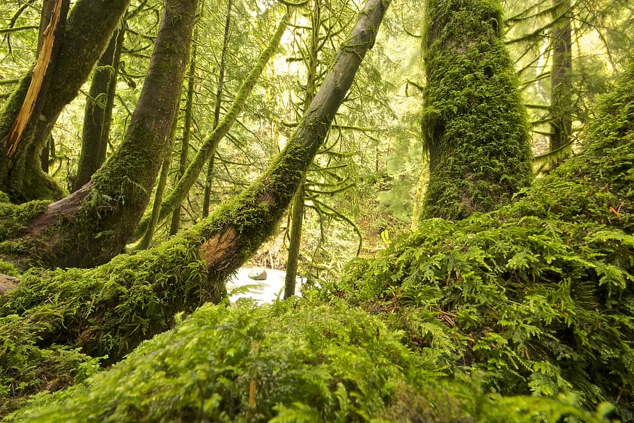 grigio, alberi, coperto, muschio, fotografia di paesaggio, albero, foresta, ramo, tronco, natura, ruscello, giardino, pianta, fogliame, felce, paesaggio, conca, legna, verde, crescita, colore verde, bellezza nella natura, terra, tronco d'albero, la tranquillità, giorno, nessuno, acqua, scenics - natura, bosco, all'aperto, scena tranquilla, scena non urbana, foresta pluviale, 4K
