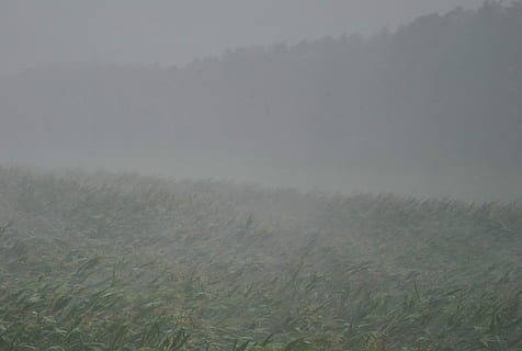 Gewitter, Platzregen, nach vorne, Regen, düster, Wetterphänomen, Sturm, Stimmung, Wasser, Wolken, Theater, Regenfront, Wetter, Mais, Kornfeld, Landschaft, Feld, Natur, Nebel, Ruhe, ruhige Szene, Umgebung, Pflanze, Gras, Land, Schönheit in der Natur, keine Leute, Szenen - Natur, Tag, ländliche Szene, draußen, kalte Temperatur, Himmel, Baum, Wind, Tau, 1080P, CC0, gemeinfrei, lizenzfrei
