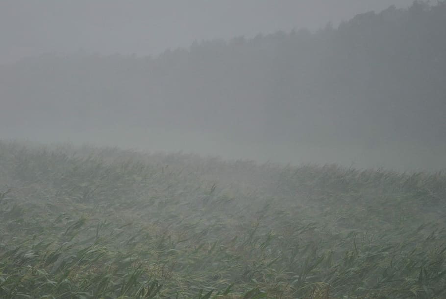 åskväder, skyfall, framåt-, regn, dyster, väderfenomen, storm, humör, vatten, moln, drama, regnfronten, väder, majs, sädesfält, landskap, fält, natur, dimma, lugn, lugn plats, miljö, växt, gräs, landa, skönhet i naturen, inget folk, scenics - natur, dag, landsbygden scen, utomhus, kall temperatur, himmel, träd, vind, dagg, 1080P