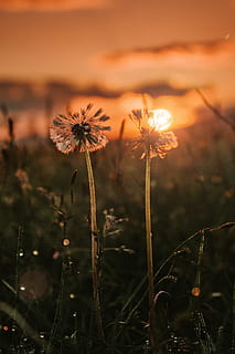 due denti di leone, dente di leone, tramonto, fiori, chiamata, fiore, natura, pianta, fragilità, testa di fiore, all'aperto, pianta fiorita, vulnerabilità, freschezza, crescita, concentrarsi sulle conoscenze acquisite, avvicinamento, bellezza nella natura, nessuno, infiorescenza, terra, petalo, messa a fuoco selettiva, campo, semi di dente di leone, 1080P, CC0, dominio pubblico, privo di copyright