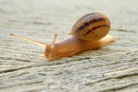 makro fotografie, hlemýžď, shell, zavřít, zvířat, měkkýš, pomalu, jednoho zvířete, makro, sliznatý, detail, nikdo, Příroda, venku, slimák, zvíře, plži, bezobratlý, zvířata ve volné přírodě, zvířecí anténa, část těla zvířete, selektivní zaměření, zvířecí shell, nuda, den, plazení, povrchu, malý, námořní, 4K, CC0, veřejná doména, bez autorských práv